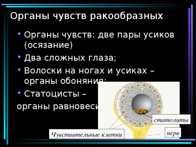 Органы чувств ракообразных Органы чувств: две пары усиков (осязание) Два сложных глаза; Волоски на ногах и усиках – органы обоняния; Статоцисты – органы равновесия статолиты нерв Чувствительные клетки 