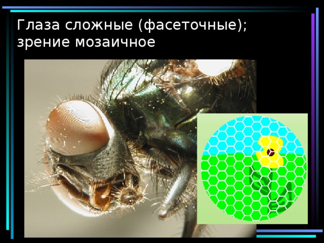 Глаза сложные (фасеточные); зрение мозаичное 