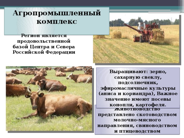 Агропромышленный комплекс   Регион является продовольственной  базой Центра и Севера Российской Федерации Выращивают: зерно, сахарную свеклу, подсолнечник, эфиромасличные культуры (аниса и кориандра), Важное  значение имеют посевы конопли, картофеля. Животноводство представлено скотоводством молочно-мясного  направления, свиноводством и птицеводством 