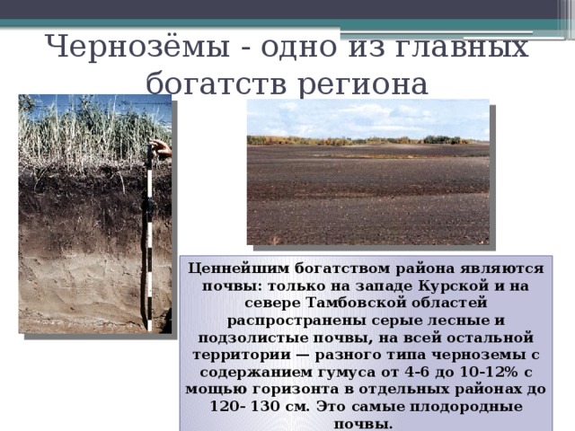 Чернозёмы - одно из главных богатств региона Ценнейшим богатством района являются почвы: только на западе Курской и на севере Тамбовской областей распространены серые лесные и подзолистые почвы, на всей остальной территории — разного типа черноземы с содержанием гумуса от 4-6 до 10-12% с мощью горизонта в отдельных районах до 120- 130 см. Это самые плодородные почвы. 
