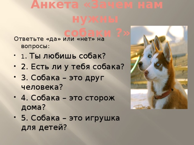 Анкета «Зачем нам нужны  собаки ?» Ответьте «да» или «нет» на вопросы: 1 . Ты любишь собак? 2. Есть ли у тебя собака? 3. Собака – это друг человека? 4. Собака – это сторож дома? 5. Собака – это игрушка для детей? 