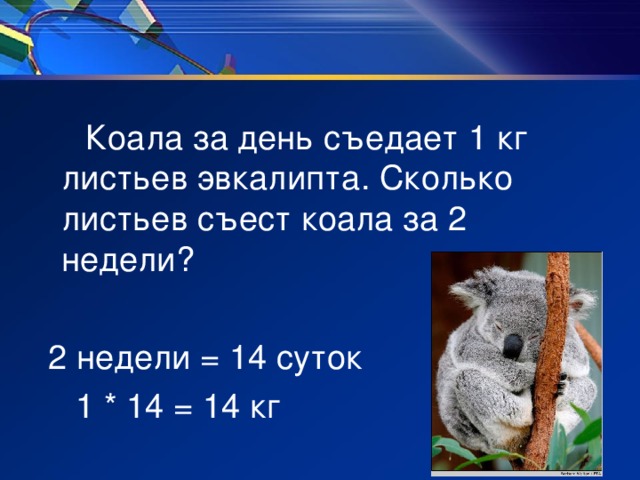 Коала за день съедает 1 кг листьев эвкалипта. Сколько листьев съест коала за 2 недели?  2 недели = 14 суток  1 * 14 = 14 кг