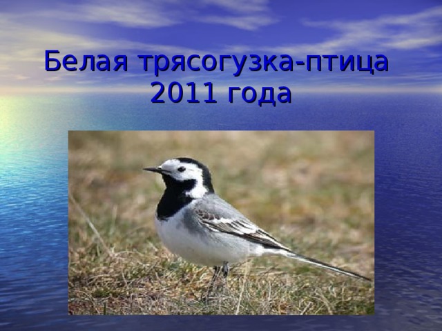 Белая трясогузка-птица  2011 года 