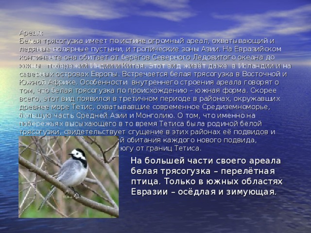   Ареал:  Белая трясогузка имеет по истине огромный ареал, охватывающий и ледяные полярные пустыни, и тропические зоны Азии. На Евразийском континенте она обитает от берегов Северного Ледовитого океана до южных побережий Индии и Китая. Этот вид живёт даже в Исландии и на северных островах Европы. Встречается белая трясогузка в Восточной и Южной Африке. Особенности внутреннего строения ареала говорят о том, что белая трясогузка по происхождению – южная форма. Скорее всего, этот вид появился в третичном периоде в районах, окружавших древнее море Тетис, охватывавшие современное Средиземноморье, большую часть Средней Азии и Монголию. О том, что именно на побережьях высыхающего в то время Тетиса была родиной белой трясогузки, свидетельствует сгущение в этих районах её подвидов и явное увеличение площадей обитания каждого нового подвида, расселявшегося к северу и югу от границ Тетиса.  На большей части своего ареала белая трясогузка – перелётная птица. Только в южных областях Евразии – осёдлая и зимующая. 