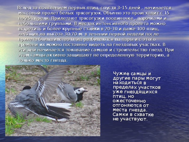 Чужие самцы и другие пары могут находиться в пределах участков уже гнездящихся птиц, но ожесточенно отгоняются от места гнезда. Самки в схватке не участвуют.  Вслед за появлением первых птиц, спустя 3-15 дней , начинается массовый пролет белых трясогузок. Обычно это происходит с 15 по 25 апреля. Прилетают трясогузки поодиночке , парочками и небольшими группами. В местах интенсивного пролета можно встретить и более крупные стайки в 20-30 и даже 100 птиц, летящих на высоте 30-70 м. в течении первой недели после прилета большинство птиц разбиваются на пары и с этого времени их можно постоянно видеть на гнездовых участках. В эти дни начинается токование самцов и строительство гнезд. При этом самцы активно защищают не определенную территорию, а только место гнезда. 