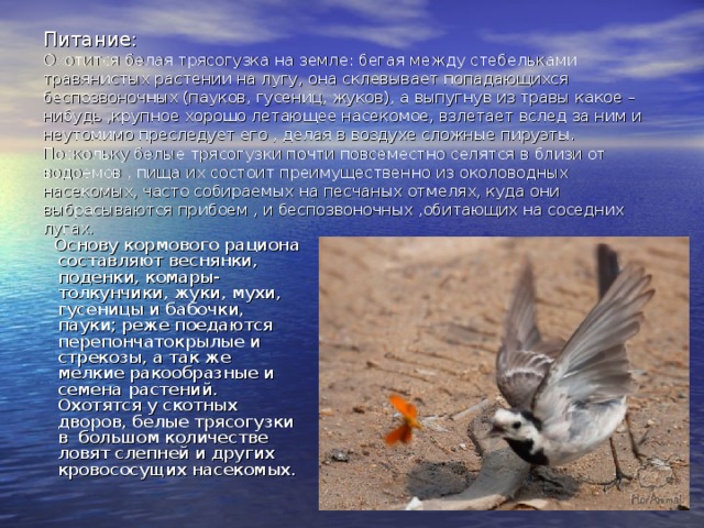 Питание:  Охотится белая трясогузка на земле: бегая между стебельками травянистых растении на лугу, она склевывает попадающихся беспозвоночных (пауков, гусениц, жуков), а выпугнув из травы какое – нибудь ,крупное хорошо летающее насекомое, взлетает вслед за ним и неутомимо преследует его , делая в воздухе сложные пируэты. Поскольку белые трясогузки почти повсеместно селятся в близи от водоемов , пища их состоит преимущественно из околоводных насекомых, часто собираемых на песчаных отмелях, куда они выбрасываются прибоем , и беспозвоночных ,обитающих на соседних лугах.  Основу кормового рациона составляют веснянки, поденки, комары- толкунчики, жуки, мухи, гусеницы и бабочки, пауки; реже поедаются перепончатокрылые и стрекозы, а так же мелкие ракообразные и семена растений. Охотятся у скотных дворов, белые трясогузки в большом количестве ловят слепней и других кровососущих насекомых. 