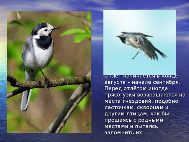 Отлёт начинается в конце августа – начале сентября. Перед отлётом иногда трясогузки возвращаются на места гнездовий, подобно ласточкам, скворцам и другим птицам, как бы прощаясь с родными местами и пытаясь запомнить их. 