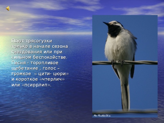 Поют трясогузки только в начале сезона гнездования или при сильном беспокойстве.  Песня - торопливое щебетание , голос – громкое « цити- цюри» и короткое «чтерлич» или «псиррлип». 