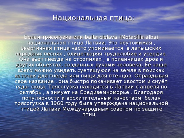 Национальная птица: Белая трясогузка или balta cielava (Motacilla alba) национальная птица Латвии. Эта неутомимая , энергичная птица часто упоминается в латышских народных песнях , олицетворяя трудолюбие и усердие. Она вьет гнезда на стропилах , в поленницах дров и других объектах, созданных руками человека. Ее чаще всего можно увидеть суетящуюся на земле в поисках веточек для гнезда или пищи для птенцов. Оправдывая свое название , она быстро покачивает хвостом и снуёт туда- сюда. Трясогузка находится в Латвии с апреля по октябрь , а зимует на Средиземноморье . Благодаря популярности и восхитительным качеством, белая трясогузка в 1960 году была утверждена национальной птицей Латвии Международным советом по защите птиц. 