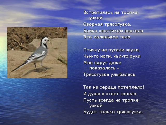 Встретилась на тропке узкой Озорная трясогузка. Бойко хвостиком вертела Это маленькое тело Птичку не пугали звуки, Чьи-то ноги, чьи-то руки Мне вдруг даже показалось – Трясогузка улыбалась Так на сердце потеплело! И душа в ответ запела. Пусть всегда на тропке узкой Будет только трясогузка. 