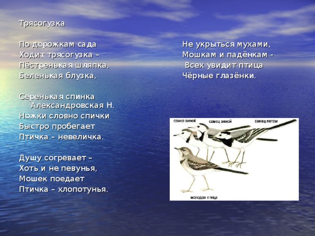 Трясогузка По дорожкам сада Не укрыться мухами, Ходит трясогузка – Мошкам и падёнкам - Пёстренькая шляпка, Всех увидит птица Беленькая блузка, Чёрные глазёнки. Серенькая спинка Александровская Н. Ножки словно спички Быстро пробегает Птичка – невеличка. Душу согревает – Хоть и не певунья, Мошек поедает Птичка – хлопотунья. 