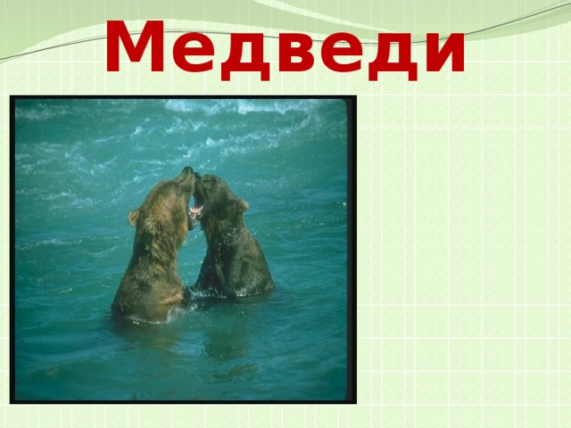 Медведи