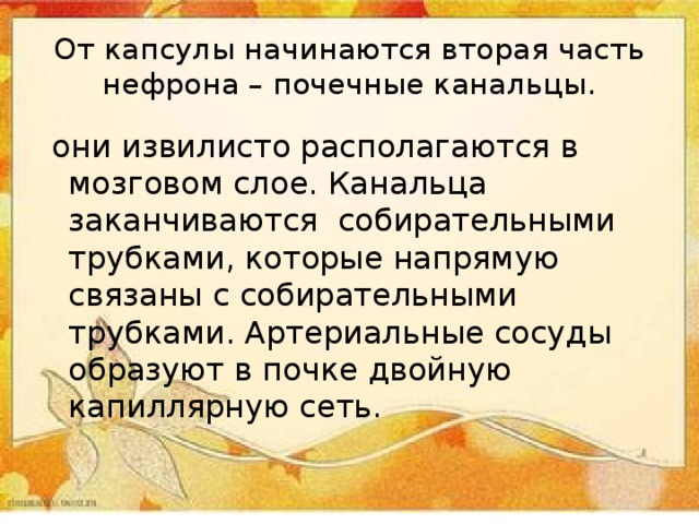 От капсулы начинаются вторая часть нефрона – почечные канальцы.  они извилисто располагаются в мозговом слое. Канальца заканчиваются собирательными трубками, которые напрямую связаны с собирательными трубками. Артериальные сосуды образуют в почке двойную капиллярную сеть. 