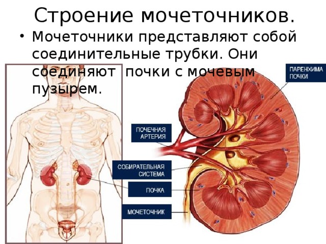 Строение мочеточников. Мочеточники представляют собой соединительные трубки. Они соединяют почки с мочевым пузырем. 