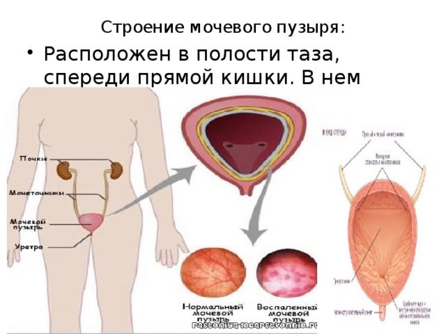Строение мочевого пузыря: Расположен в полости таза, спереди прямой кишки. В нем накапливается моча. 