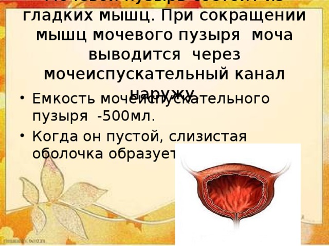 Мочевой пузырь состоит из гладких мышц. При сокращении мышц мочевого пузыря моча выводится через мочеиспускательный канал наружу. Емкость мочеиспускательного пузыря -500мл. Когда он пустой, слизистая оболочка образует складки. 