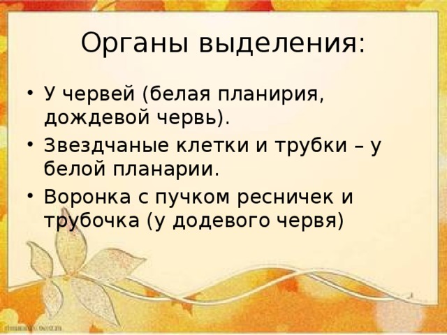Органы выделения: У червей (белая планирия, дождевой червь). Звездчаные клетки и трубки – у белой планарии. Воронка с пучком ресничек и трубочка (у додевого червя) 