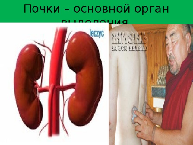 Почки – основной орган выделения. 