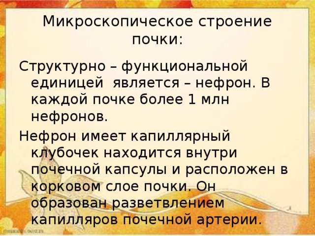 Микроскопическое строение почки: Структурно – функциональной единицей является – нефрон. В каждой почке более 1 млн нефронов. Нефрон имеет капиллярный клубочек находится внутри почечной капсулы и расположен в корковом слое почки. Он образован разветвлением капилляров почечной артерии. 