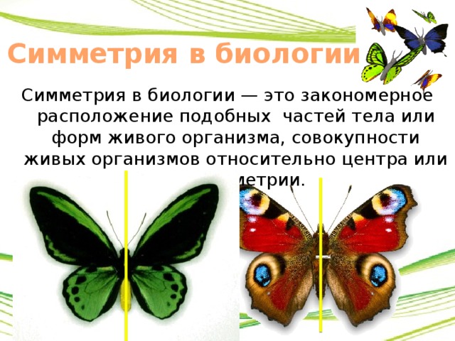 Симметрия в биологии Симметрия в биологии — это закономерное расположение подобных частей тела или форм живого организма, совокупности живых организмов относительно центра или оси симметрии. 