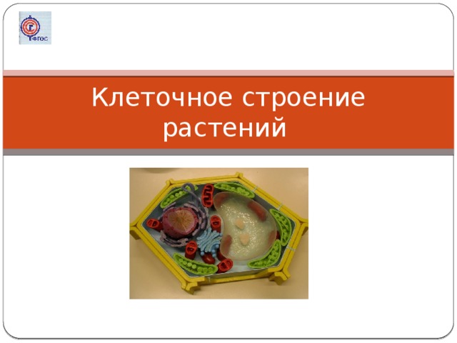 Клеточное строение растений 