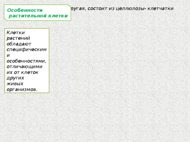 Имеются пластиды Оболочка толстая, упругая, состоит из целлюлозы- клетчатки Особенности  растительной клетки Клетки растений обладают специфическими особенностями, отличающими их от клеток других живых организмов . Развита система вакуолей или одна крупная центральная вакуоль. 