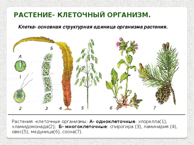Растение- клеточный организм. Клетка- основная структурная единица организма растения. Растения -клеточные организмы: А- одноклеточные : хлорелла(1), хламидомонада(2); Б- многоклеточные : спирогира (3), ламинария (4), овес(5), медуница(6), сосна(7). 