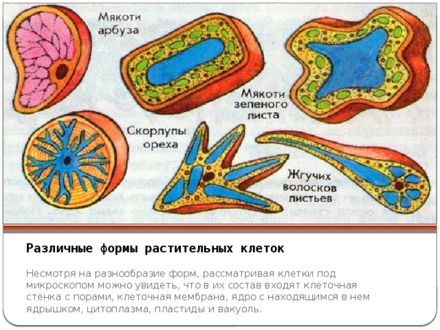 Различные формы растительных клеток Несмотря на разнообразие форм, рассматривая клетки под микроскопом можно увидеть, что в их состав входят клеточная стенка с порами, клеточная мембрана, ядро с находящимся в нем ядрышком, цитоплазма, пластиды и вакуоль.  