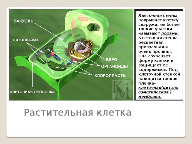 Клеточная стенка покрывает клетку снаружи, ее более тонкие участки называют порами. Клеточная стенка бесцветная, прозрачная и очень прочная. Она сохраняет форму клетки и защищает ее содержимое. Под клеточной стенкой находится тонкая пленка- клеточная(цитоплазматическая ) мембрана.  Растительная клетка 