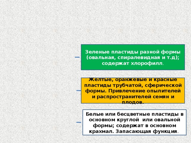 Пластиды Хлоропласты Хромопласты Лейкопласты Зеленые пластиды разной формы (овальная, спиралевидная и т.д); содержат хлорофилл . Желтые, оранжевые и красные пластиды трубчатой, сферической формы. Привлечение опылителей и распространителей семян и плодов. Белые или бесцветные пластиды в основном круглой или овальной формы; содержат в основном крахмал. Запасающая функция . Пластиды 