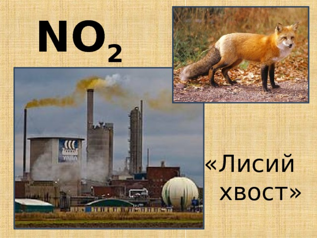 N O 2 «Лисий  хвост» 