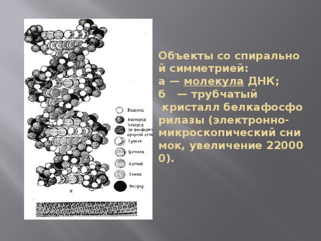 Объекты со спиральной симметрией:  а —  молекула  ДНК;   б   — трубчатый  кристалл белкафосфорилазы (электронно-микроскопический снимок, увеличение 220000). 