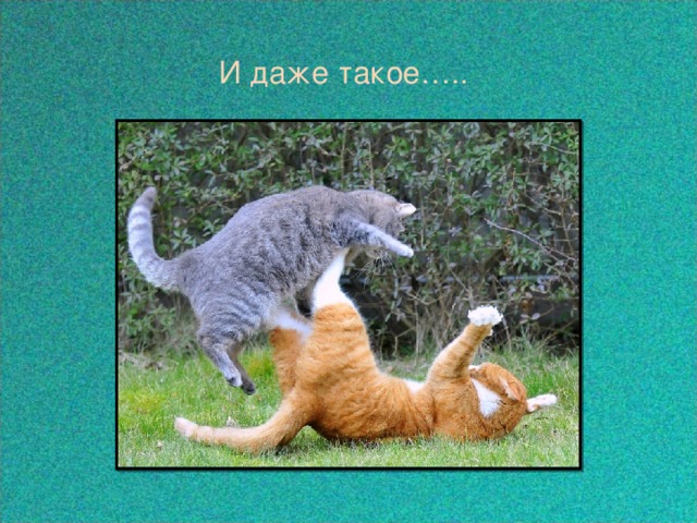  И даже такое….. 