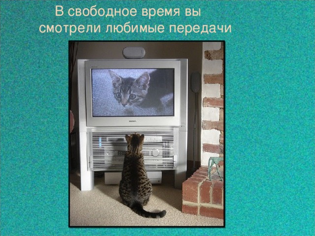  В свободное время вы  смотрели любимые передачи  