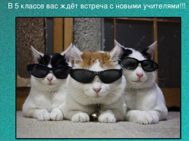 В 5 классе вас ждёт встреча с новыми учителями!!! 