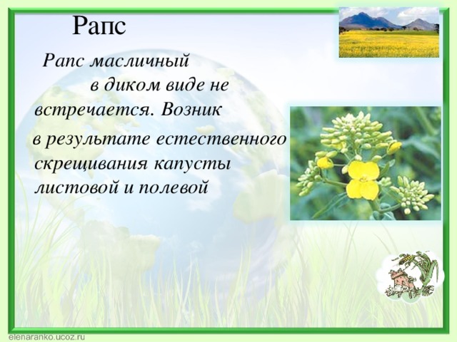 Рапс  Рапс масличный в диком виде не встречается. Возник  в результате естественного скрещивания капусты листовой и полевой  