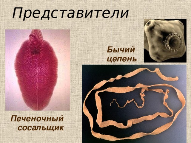 Представители Бычий цепень Печеночный сосальщик 
