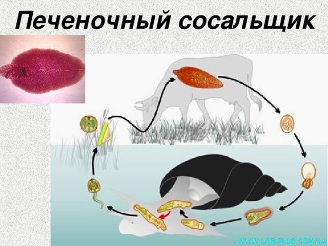 Печеночный сосальщик 