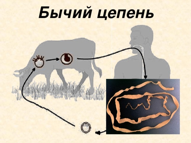 Бычий цепень 