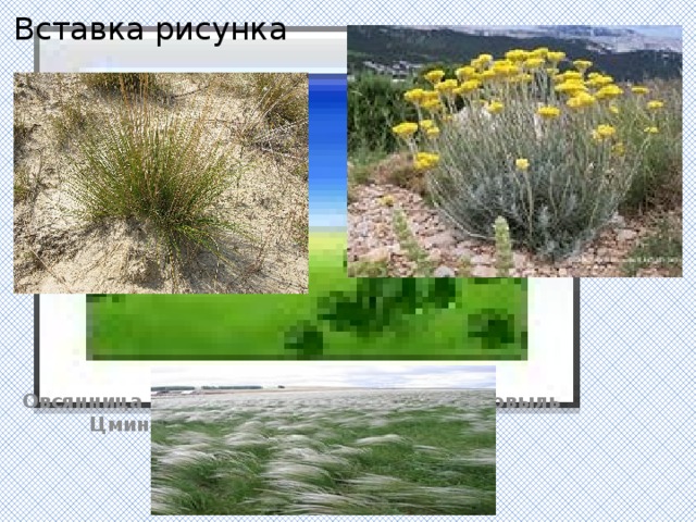 Вставка рисунка    Овсянница Беккера ковыль Цмин песчанный 