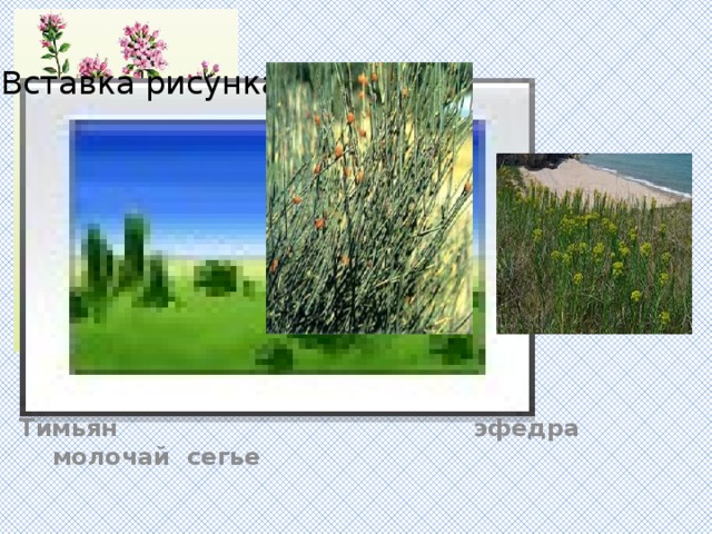 Вставка рисунка Тимьян эфедра молочай сегье 
