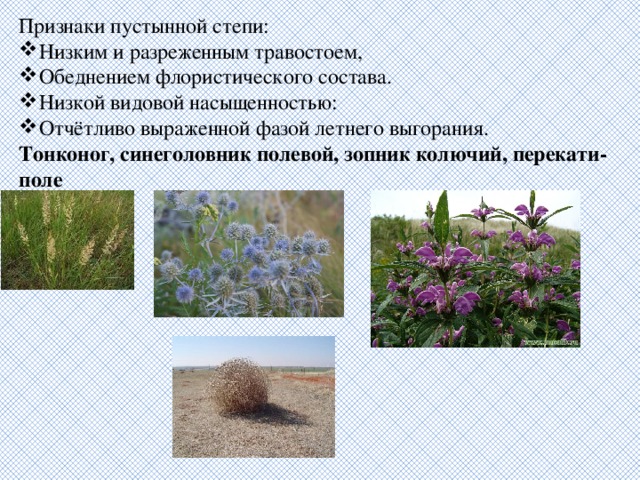 Признаки пустынной степи: Низким и разреженным травостоем, Обеднением флористического состава. Низкой видовой насыщенностью: Отчётливо выраженной фазой летнего выгорания. Тонконог, синеголовник полевой, зопник колючий, перекати-поле 