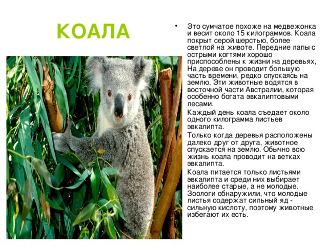 Презентация про коалу