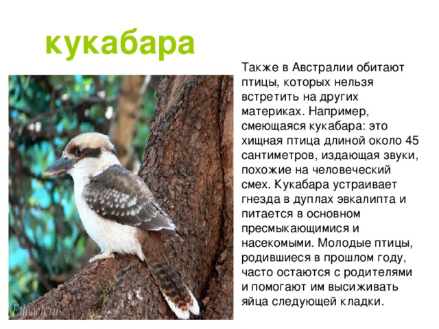 Птицы австралии список с картинками