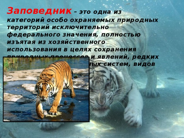 Уссурийский заповедник презентация 8 класс