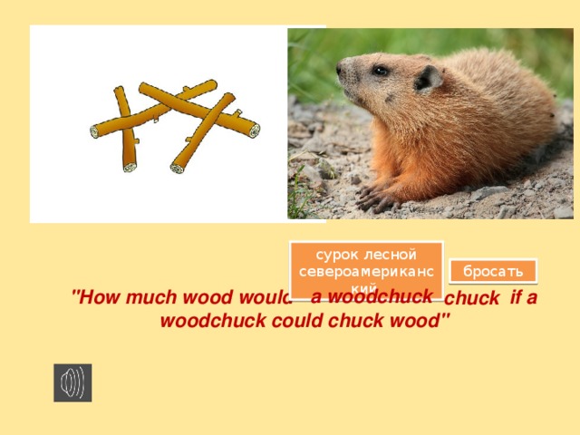 сурок лесной североамериканский бросать a woodchuck 