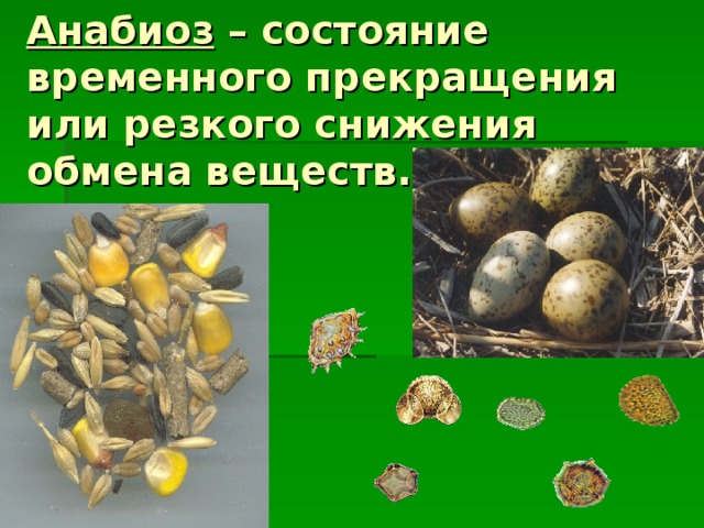 Анабиоз – состояние временного прекращения или резкого снижения обмена веществ. 