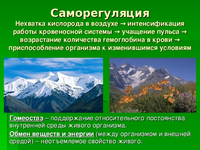Саморегуляция  Нехватка кислорода в воздухе → интенсификация работы кровеносной системы → учащение пульса → возрастание количества гемоглобина в крови → приспособление организма к изменившимся условиям  Гомеостаз – поддержание относительного постоянства внутренней среды живого организма.  Обмен веществ и энергии (между организмом и внешней средой) – неотъемлемое свойство живого. 