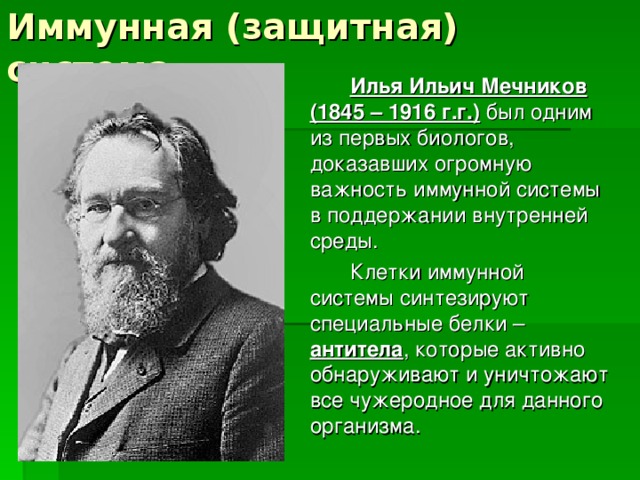 Иммунная (защитная) система   Илья Ильич Мечников (1845 – 1916 г.г.) был одним из первых биологов, доказавших огромную важность иммунной системы в поддержании внутренней среды.   Клетки иммунной системы синтезируют специальные белки – антитела , которые активно обнаруживают и уничтожают все чужеродное для данного организма. 