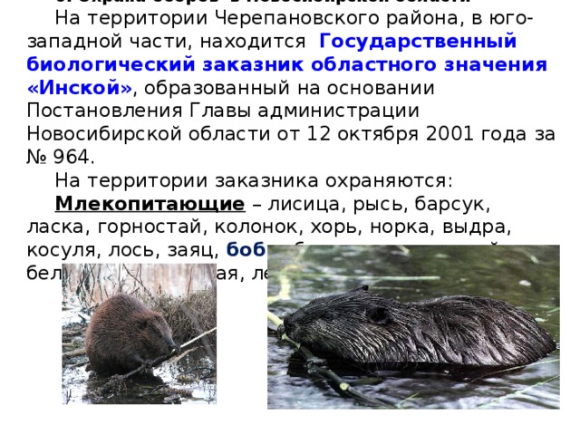 6. Охрана бобров в Новосибирской области На территории Черепановского района, в юго-западной части, находится    Государственный биологический заказник областного значения « Инской » , образованный на основании Постановления Главы администрации Новосибирской области от 12 октября 2001 года за № 964. На территории заказника охраняются: Млекопитающие  – лисица, рысь, барсук, ласка, горностай, колонок, хорь, норка, выдра, косуля, лось, заяц,  бобр , бурундук азиатский, белка обыкновенная, летяга, ондатра.